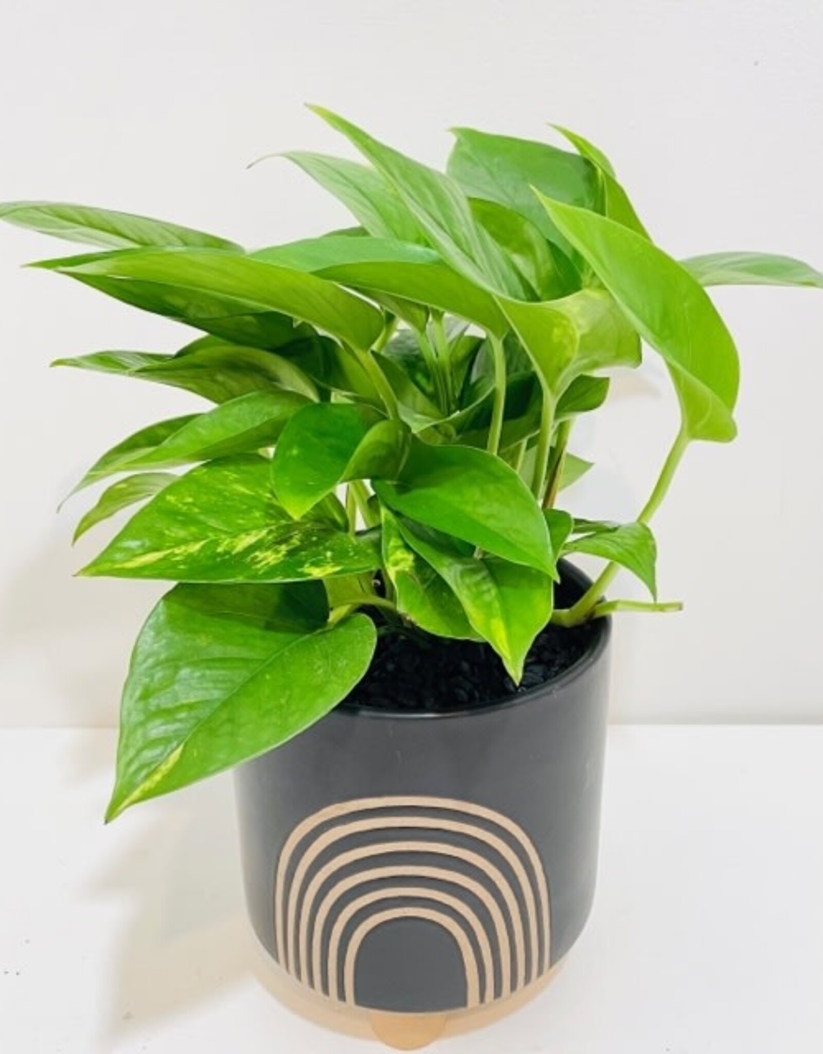 4" Pothos in Asha Rainbow Pot