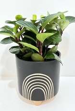 6" Peperomia in Black Asha Rainbow Pot