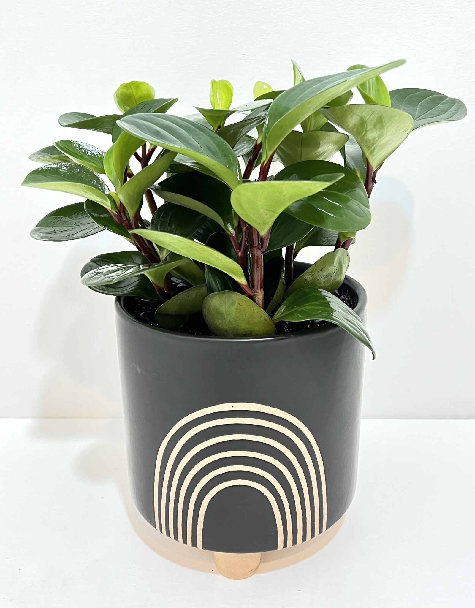 6" Peperomia in Black Asha Rainbow Pot