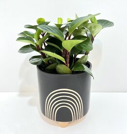 6" Peperomia in Black Asha Rainbow Pot