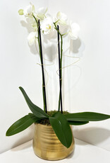 Double Stem White Orchid in Gold Tegan Pot