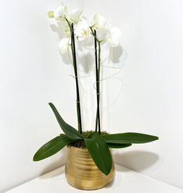 Double Stem White Orchid in Gold Tegan Pot
