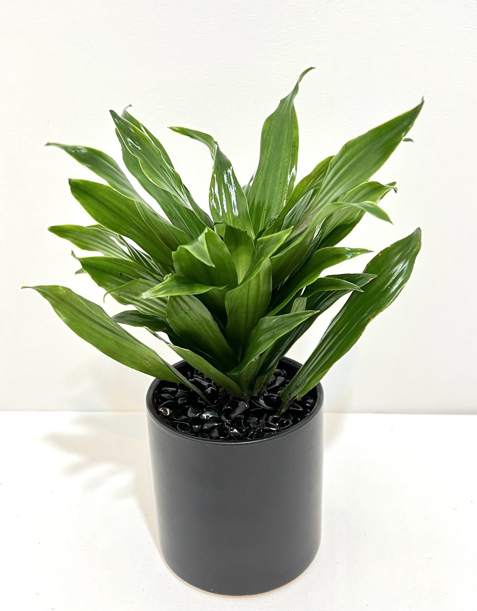 4" Janet Craig in Black Cercle Pot