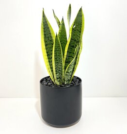 6" Sansevieria in Black Kendall Pot