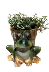 4" Baby Tears in Frog Stoneware Planter