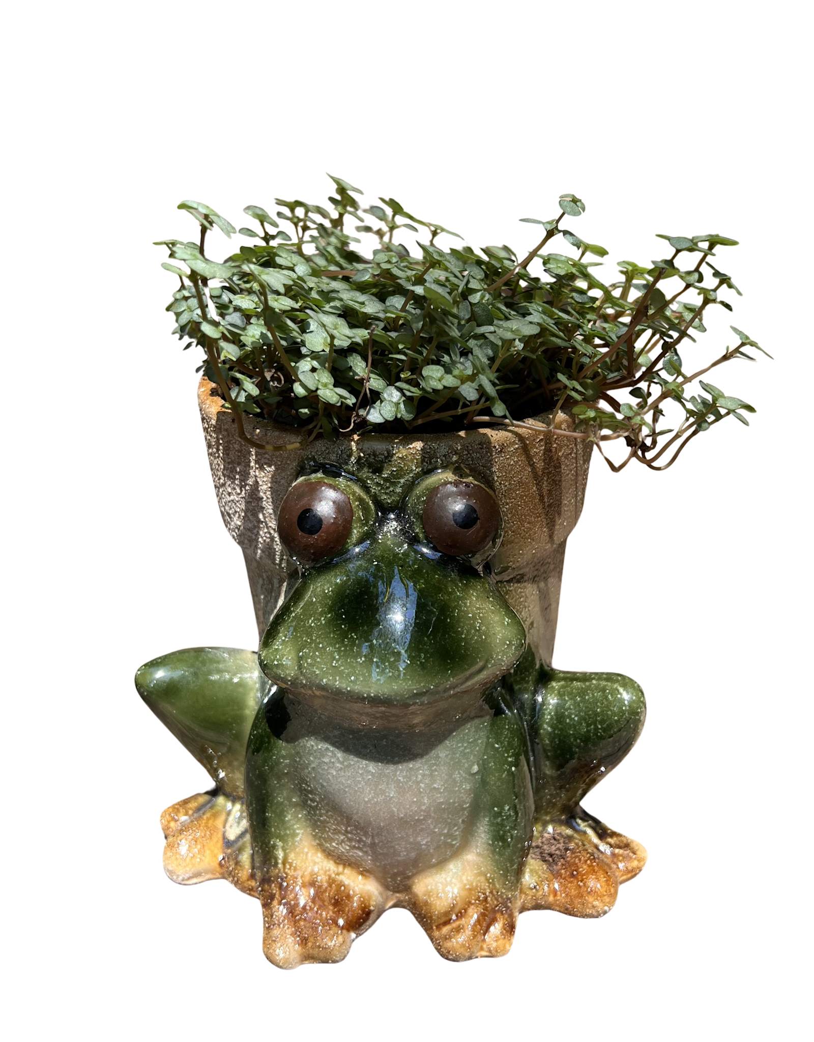 4" Baby Tears in Frog Stoneware Planter