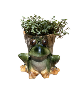 4" Baby Tears in Frog Stoneware Planter