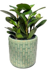 6" Peperomia In Green Embossed Pot