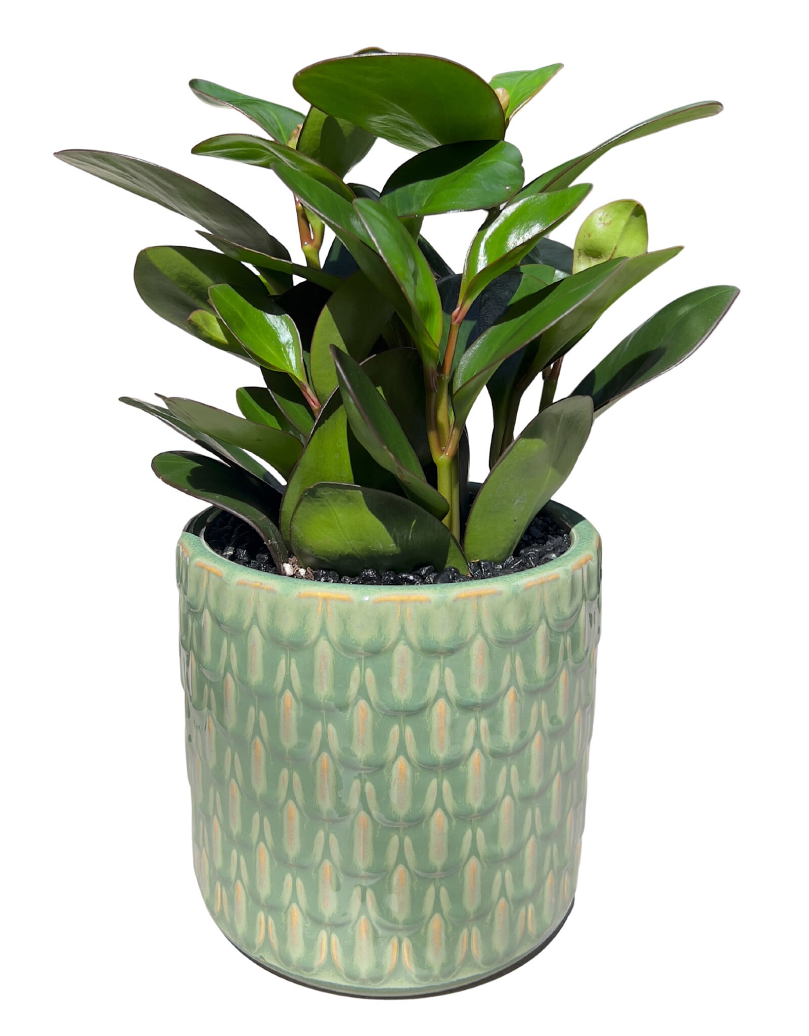 6" Peperomia In Green Embossed Pot
