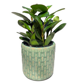 6" Peperomia In Green Embossed Pot