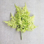 Fern Bundle