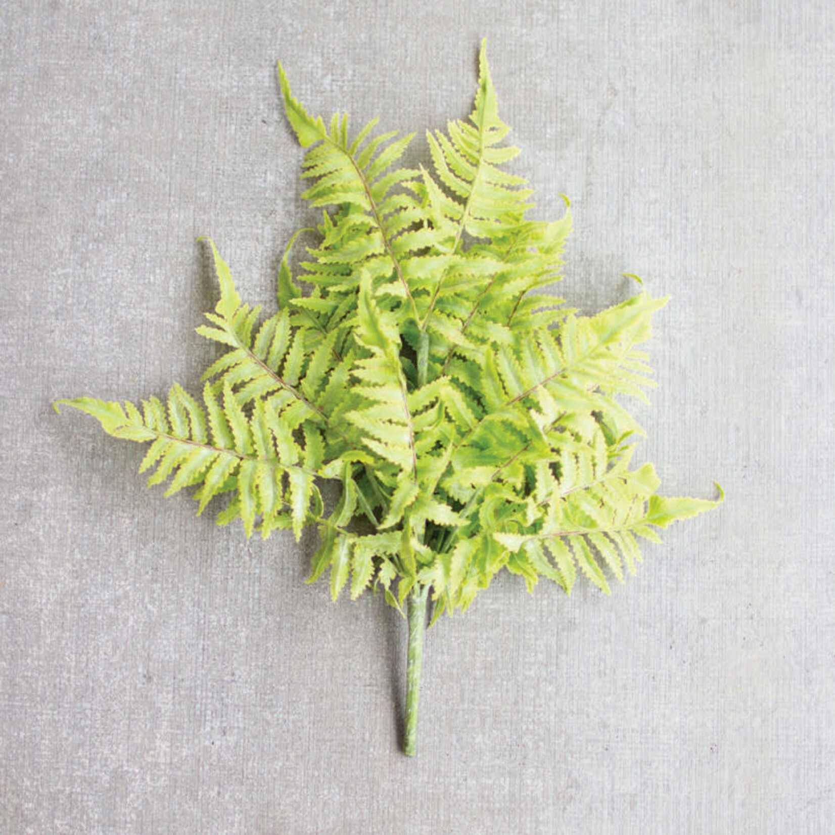 Fern Bundle