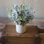 Boxwood Sage Plant in Concrete Pot