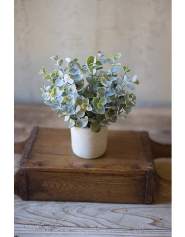 Boxwood Sage Plant in Concrete Pot