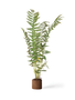 Sword Fern Drop-In