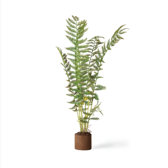 Sword Fern Drop-In