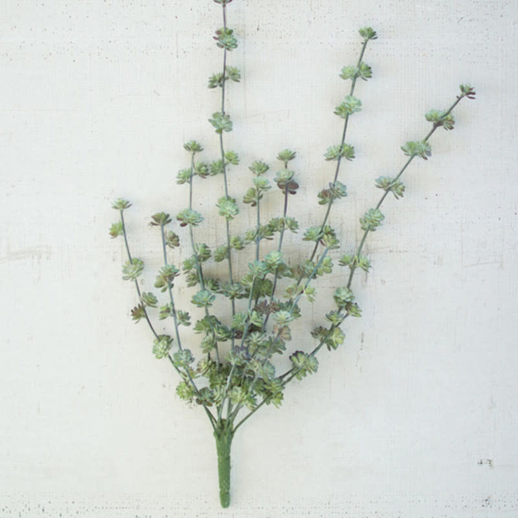 Succulent Bush