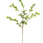 Botanica #3187