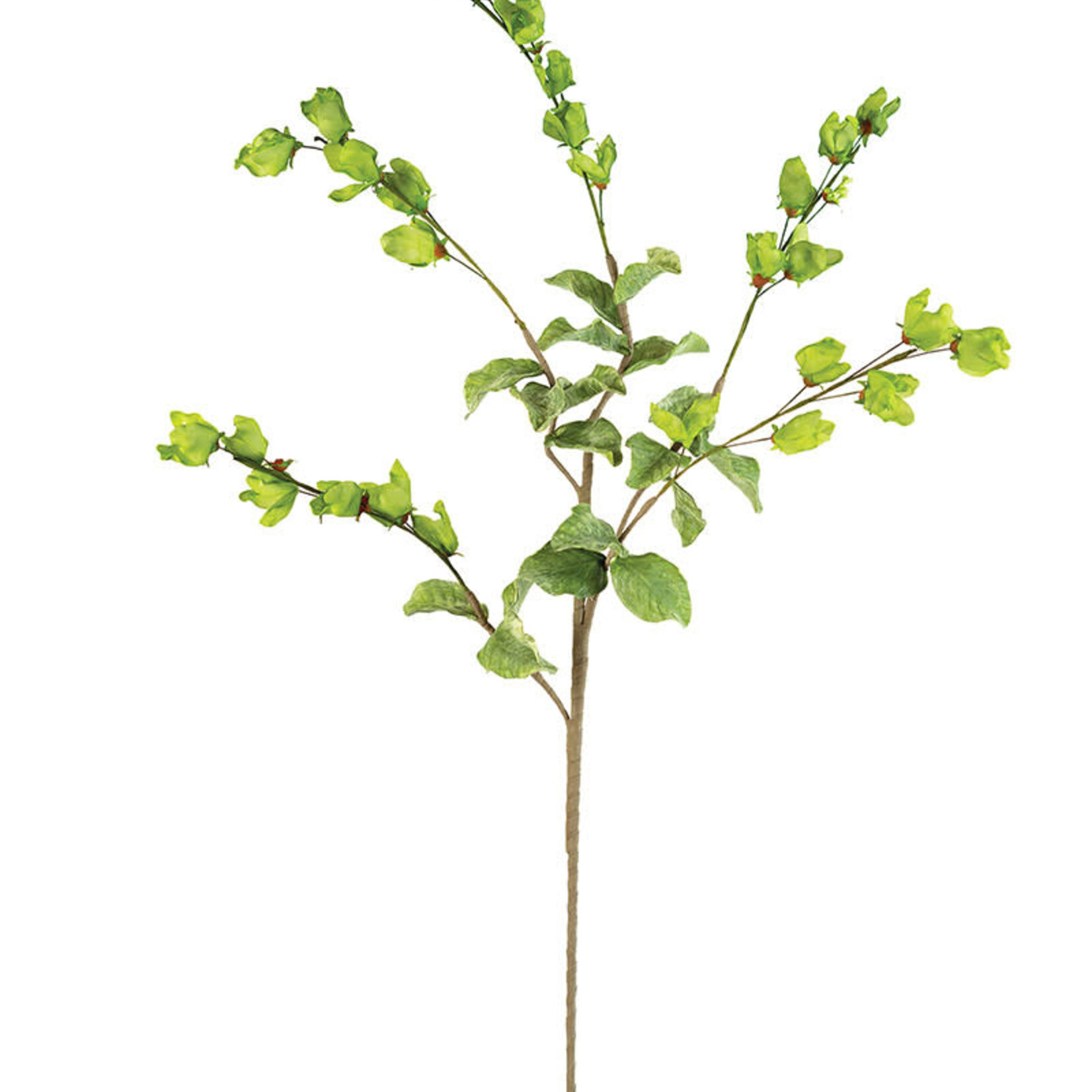 Botanica #3187