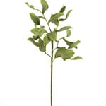 Botanica #2425