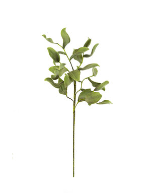 Botanica #2425