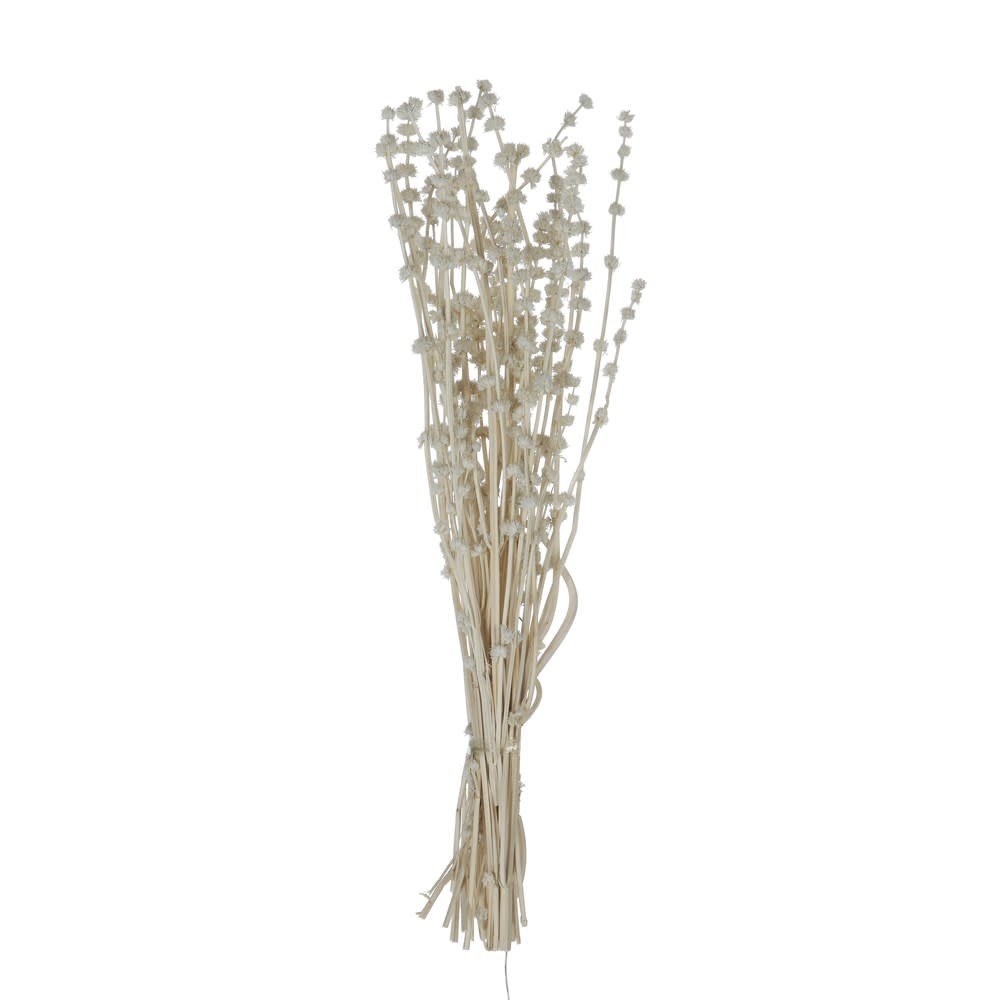 Dried Natural Lion's Tail Bunch, White 19-1/2"H