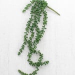 Artificial Necklace Fern Succulent