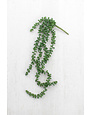 Artificial Necklace Fern Succulent