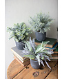 Fern Succulents w Round Grey Pots,  Priced Individually