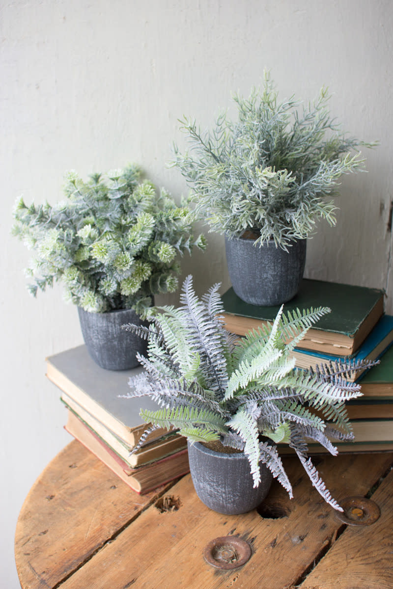 Fern Succulents w Round Grey Pots,  Priced Individually