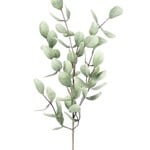 Botanica #875