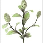 Botanica #2065