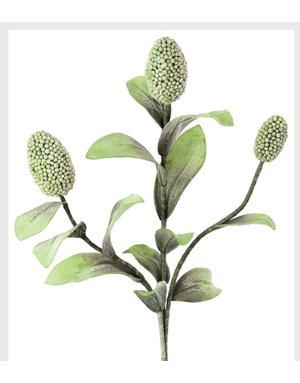Botanica #2065