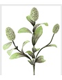 Botanica #2065