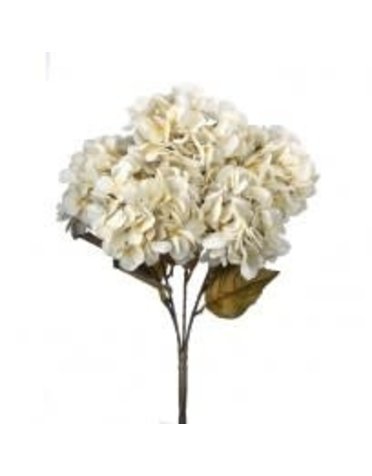 Preserved Hydrangea Bush, Cream