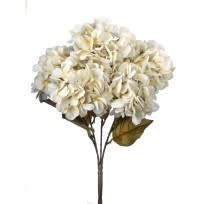 Preserved Hydrangea Bush, Cream