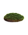 Moss round