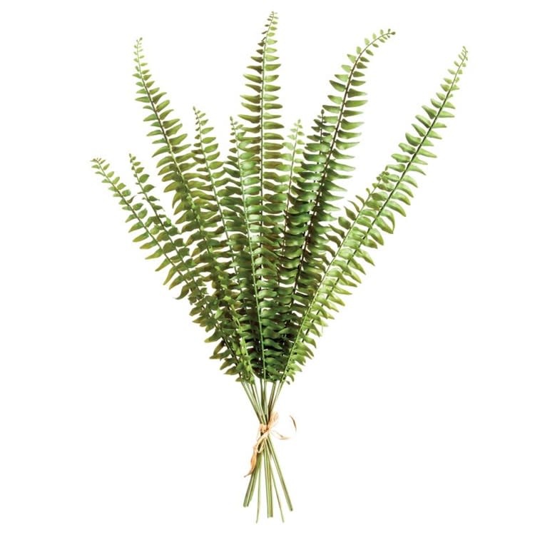 Boston Fern Stem Bundle