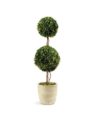 Double Sphere Topiary, Available for local pick up