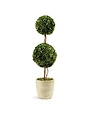 Double Sphere Topiary