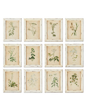 Framed Wild Flower Print 14.5 X 11, priced separately