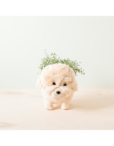 Poodle Planter, Available for local pick up