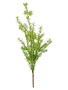 Asparagus Fern Bush