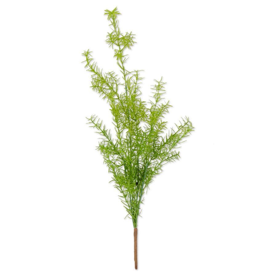 Asparagus Fern Bush