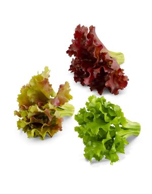 Assorted Real Touch Leaf Lettuce 6", Priced Individually