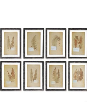 Framed Vintage Fern Prints 16"x23", Available for local pick up, priced individually