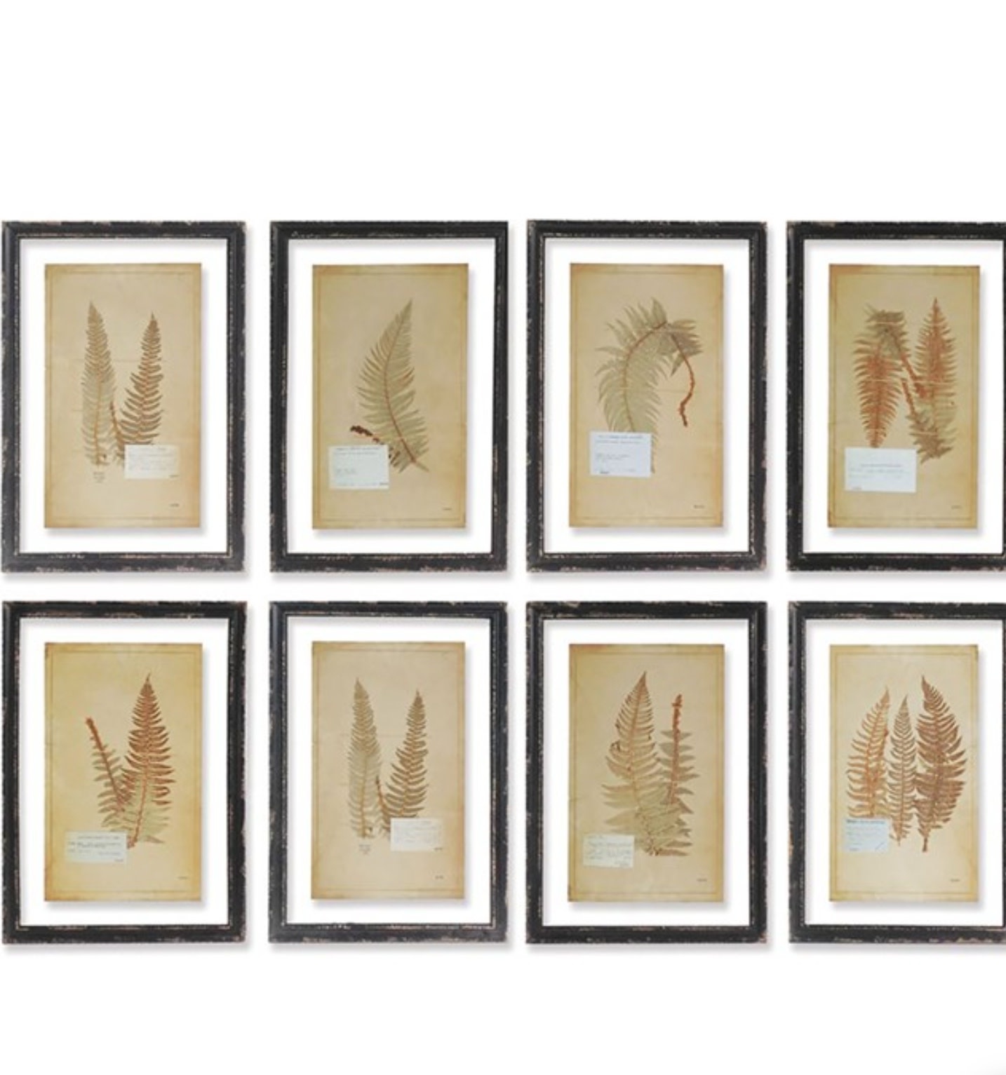 Framed Vintage Fern Prints 16"x23", Available for local pick up, priced individually