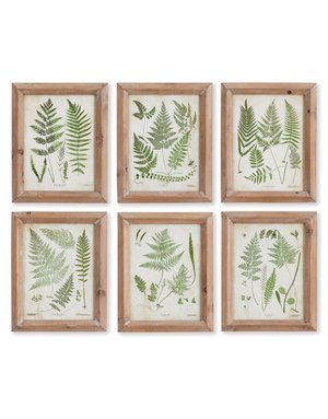Assorted Frond Study 8X10, Priced Individually