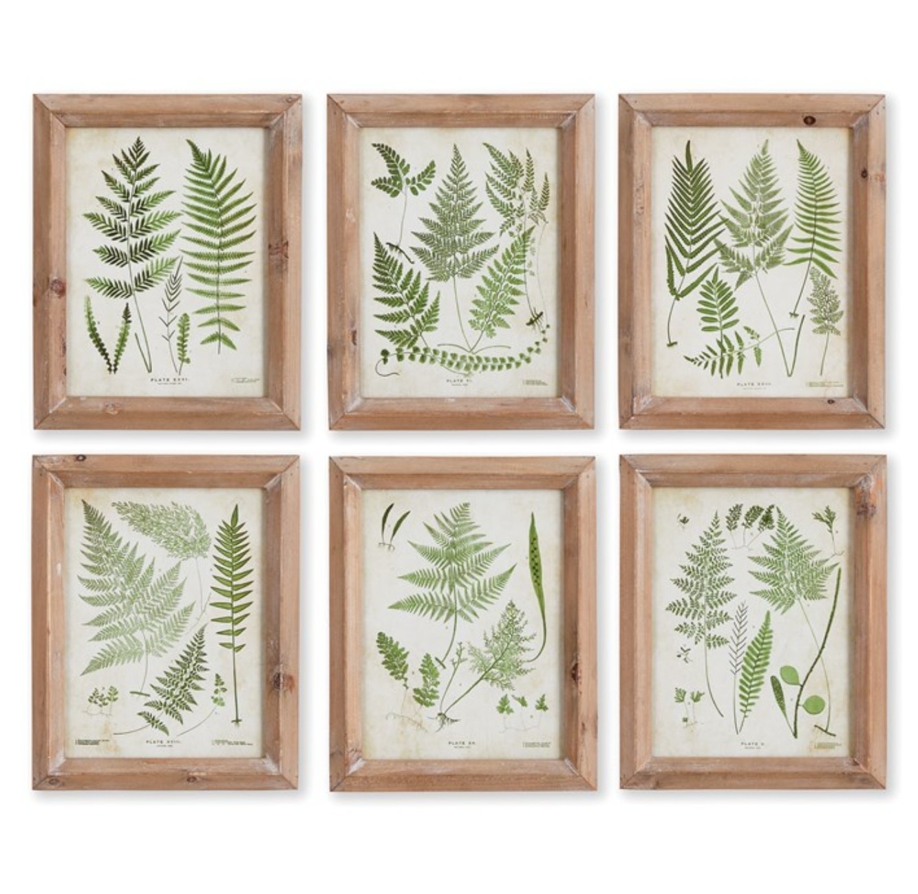 Assorted Frond Study 8X10, Priced Individually