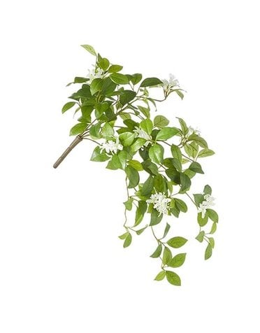 Hanging Jasmine Bush 23"